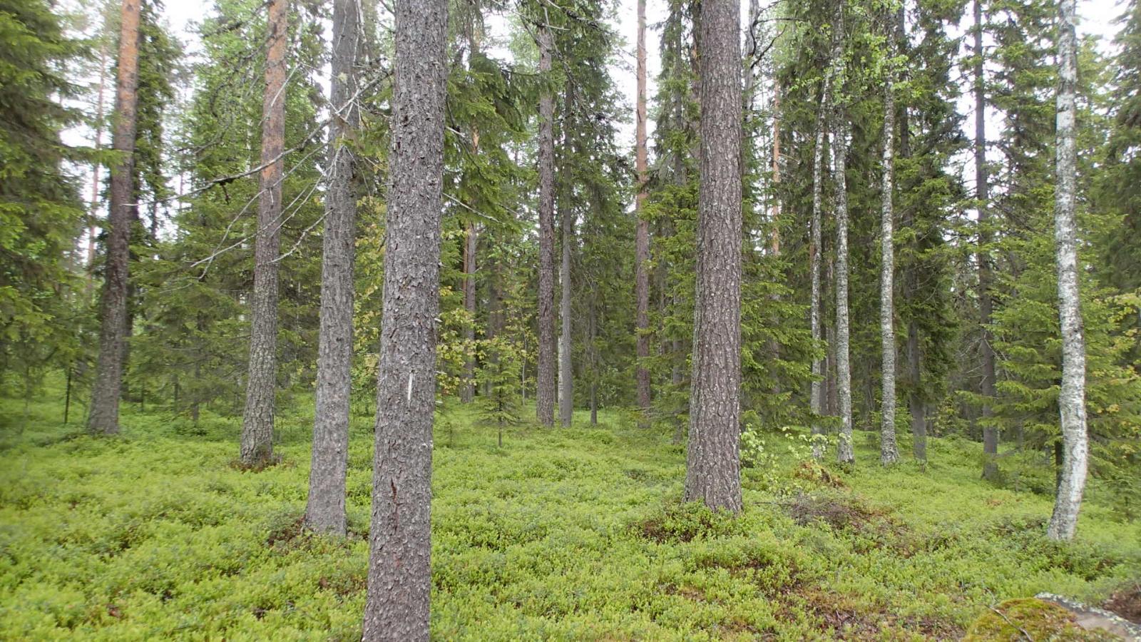 Kesäisessä sekametsässä kasvaa koivuja, kuusia ja mäntyjä.