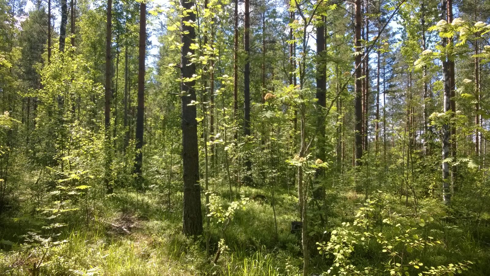 Kesäaurinko paistaa vehreään sekametsään.