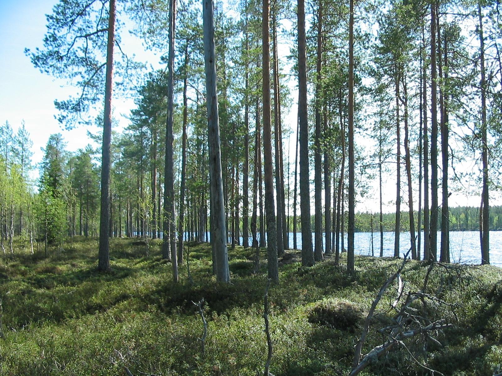 Rannassa kasvavien mäntyjen takana avautuu kesäinen järvimaisema.