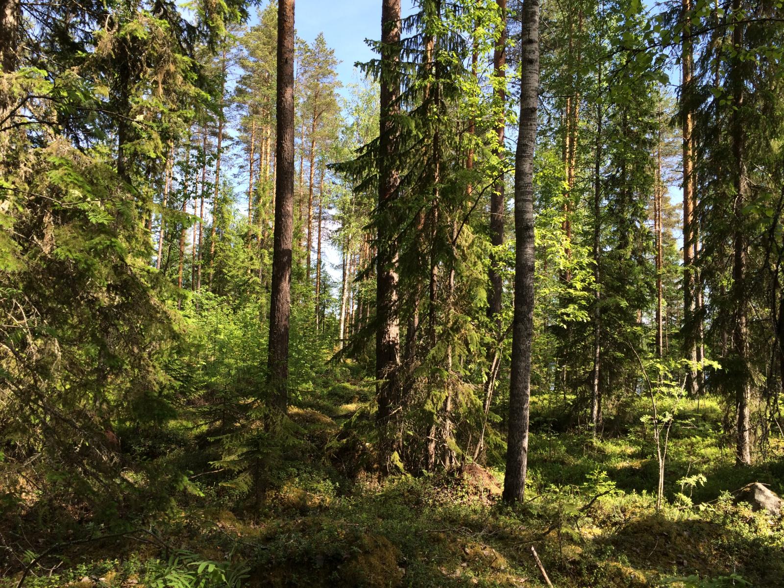 Aurinko paistaa kesäiseen havupuuvaltaiseen metsään.