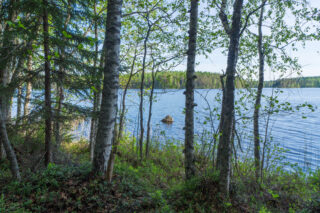 Rannassa kasvavien koivujen ja kuusten takaa avautuu kesäinen järvimaisema. Järvessä on kivi.