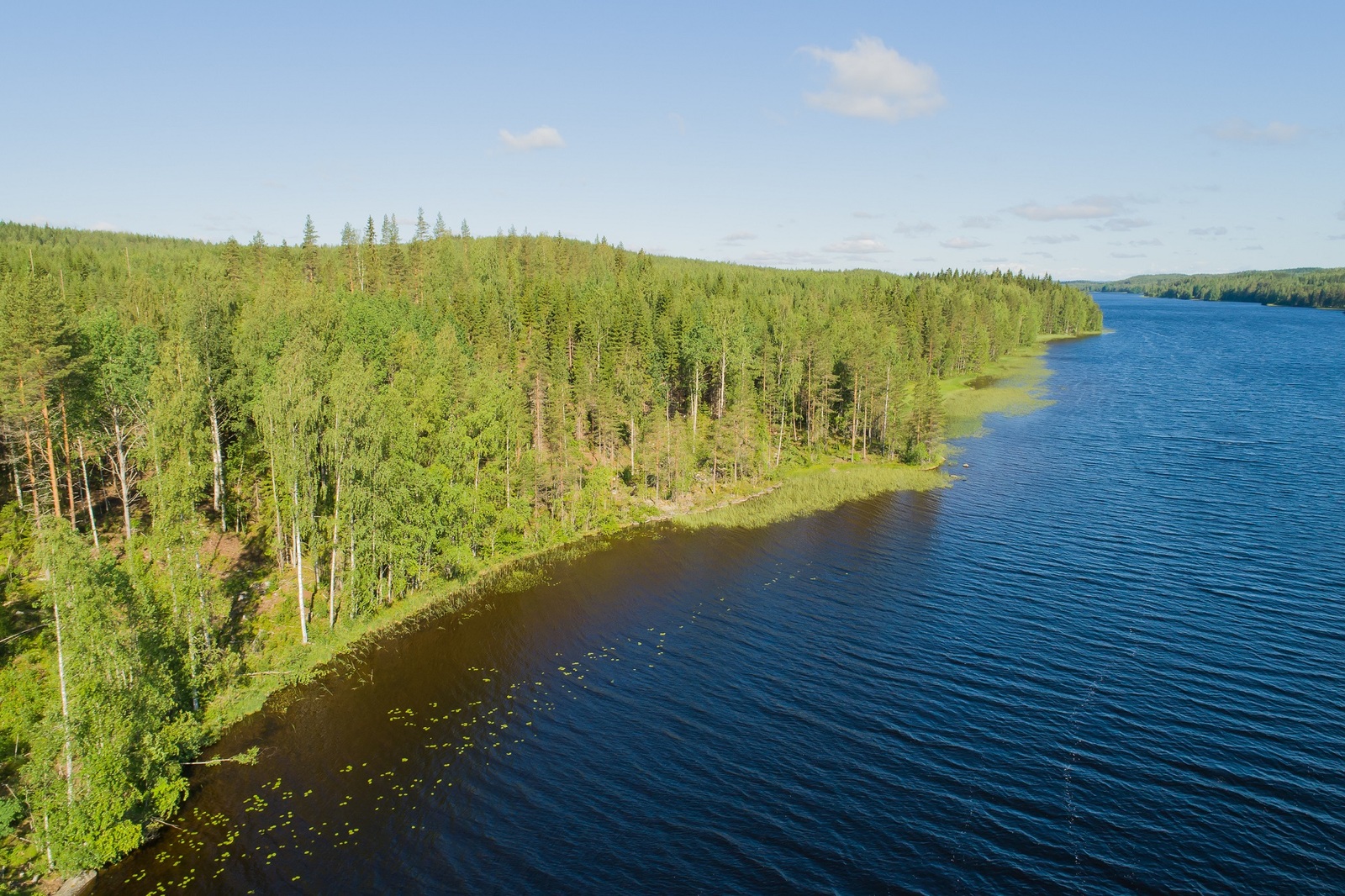 Järvimaisemassa rantaviivasta alkaa loivasti kumpuileva maasto ja kesäinen sekametsä. Ilmakuva.