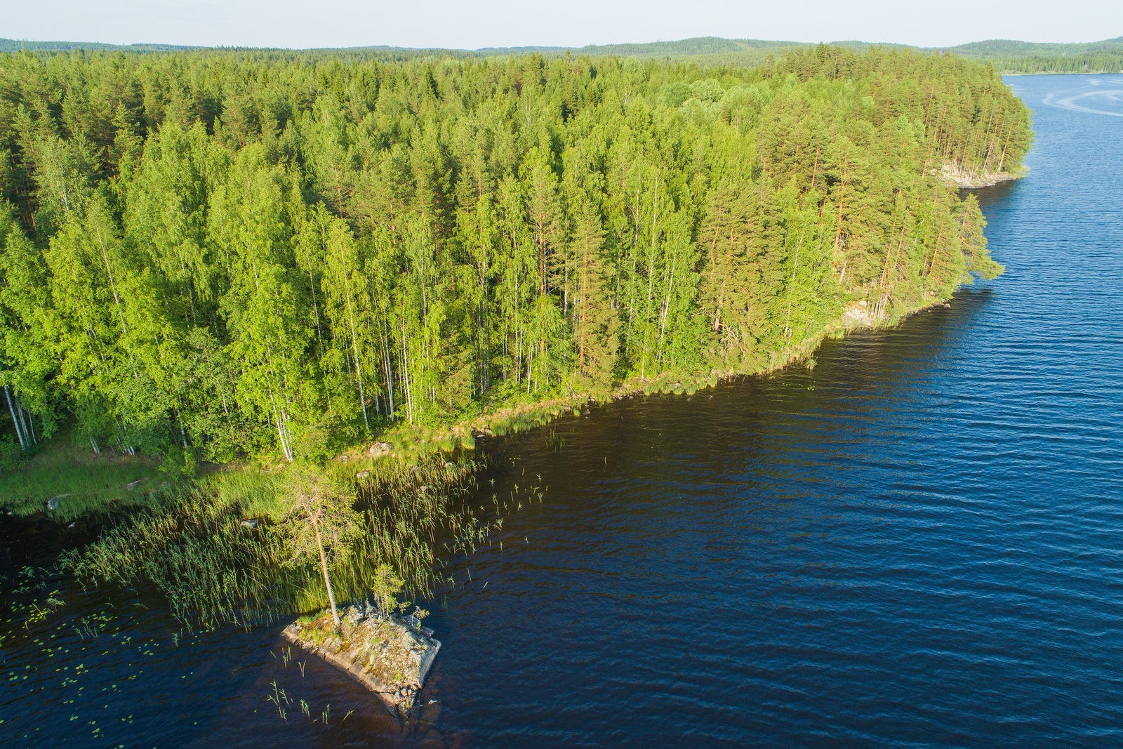 Saaressa kasvaa kesäinen sekametsä. Rannan tuntumassa olevalla luodolla kasvaa mänty. Ilmakuva.