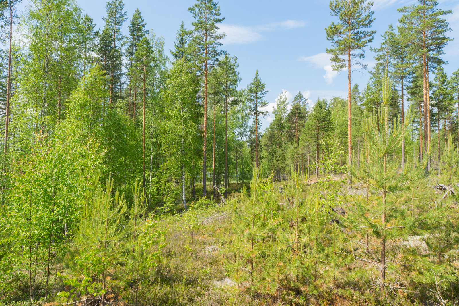 Aurinko paistaa loivassa rinteessä kasvavaan mäntyvaltaiseen sekametsään.