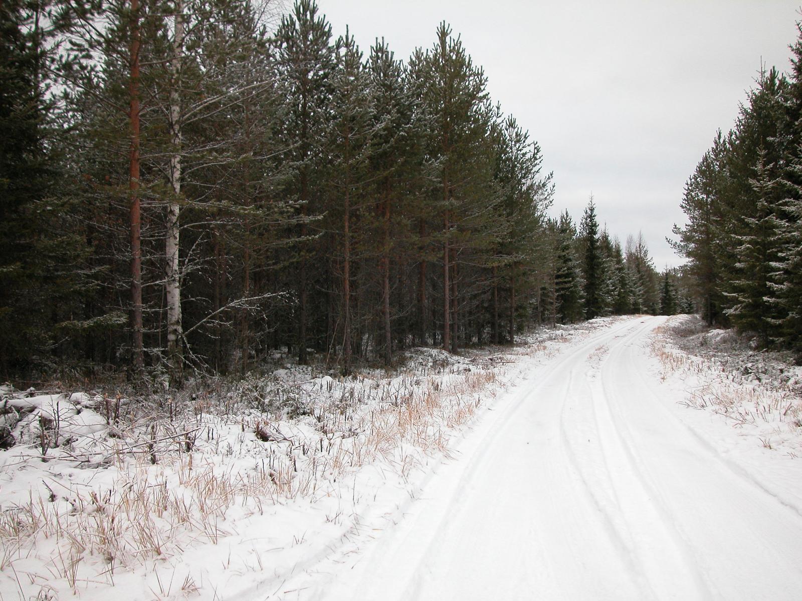 Lumipeitteinen tie kaartuu oikealle kuusimetsässä. Tiellä on ajojälkiä.