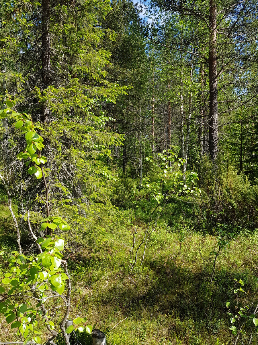 Aurinko paistaa tiheäkasvuiseen sekametsään, jonka koivuissa on tuoreet lehdet.