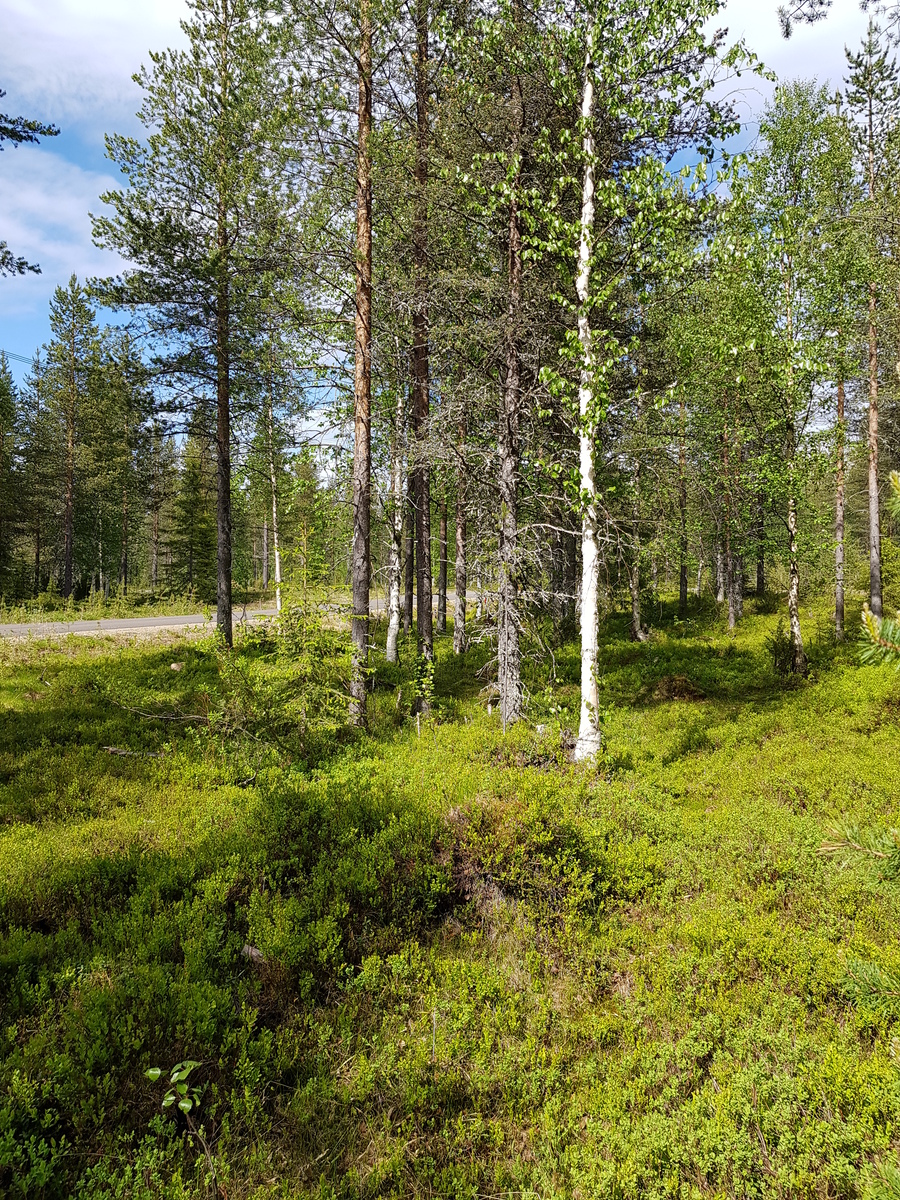 Aurinko paistaa sekametsään, jossa kasvaa koivuja, kuusia ja mäntyjä. Taka-alalla kulkee tie.