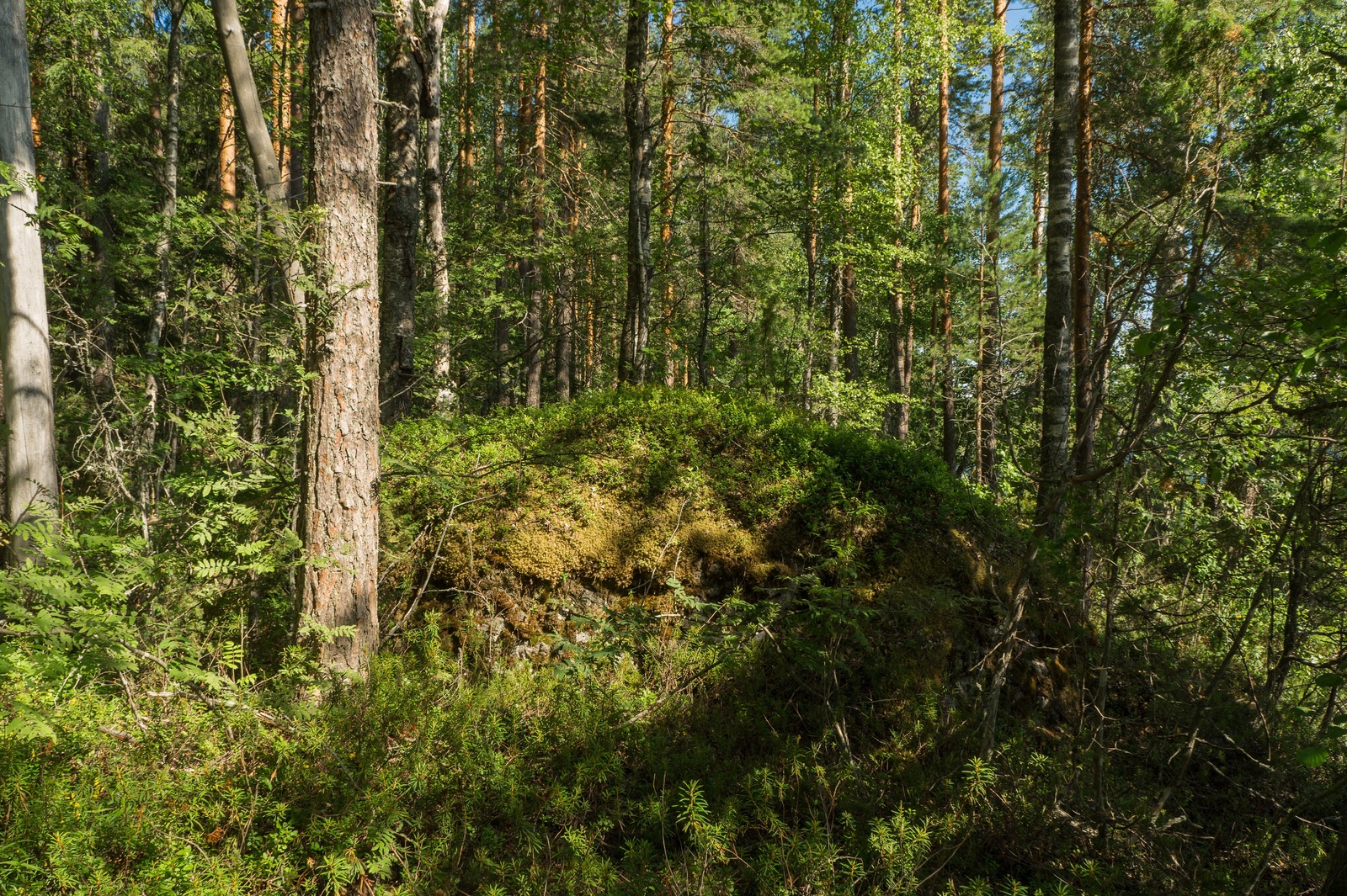 Aurinko paistaa kesäisen vehreään sekametsään. Etualalla on suuri sammalpeitteinen kivi.