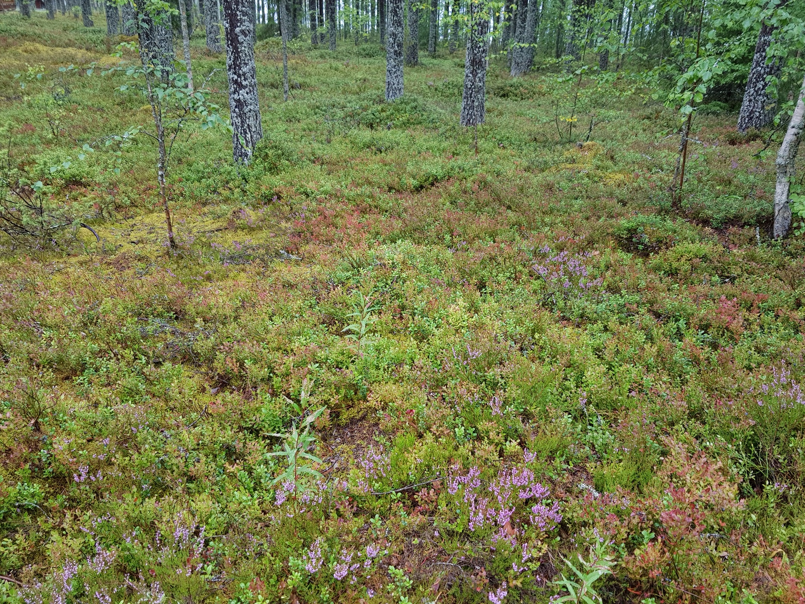 Kanervat kukkivat. Mäntyvaltaisen metsän aluskasvillisuutena on myös puolukkaa ja mustikkaa.