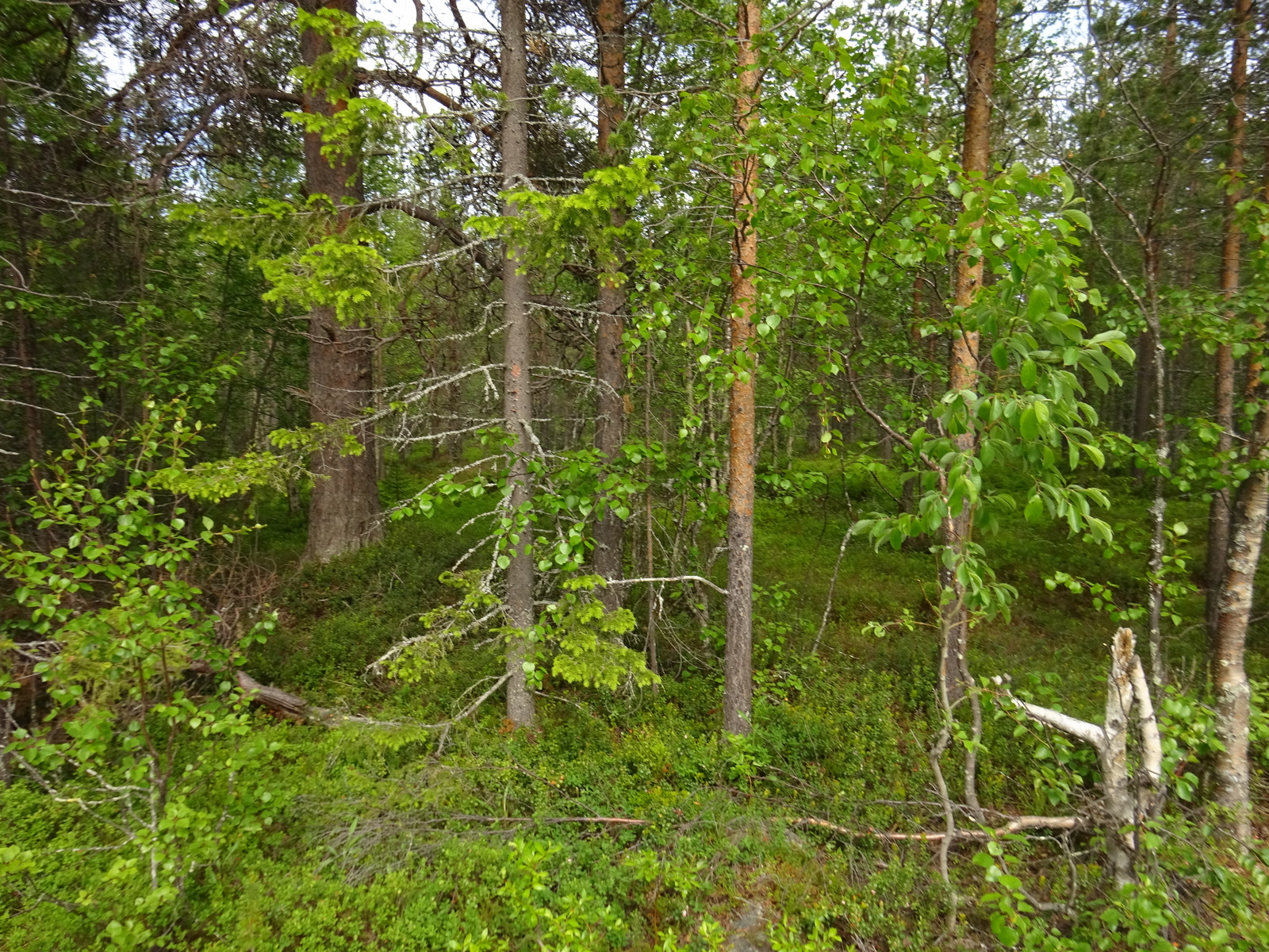 Kesäisessä sekametsässä kasvaa koivuja, pajuja, kuusia ja mäntyjä.