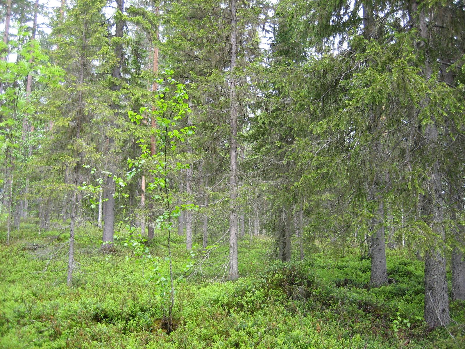 Kesäisessä sekametsässä kasvaa koivuja, kuusia ja mäntyjä.