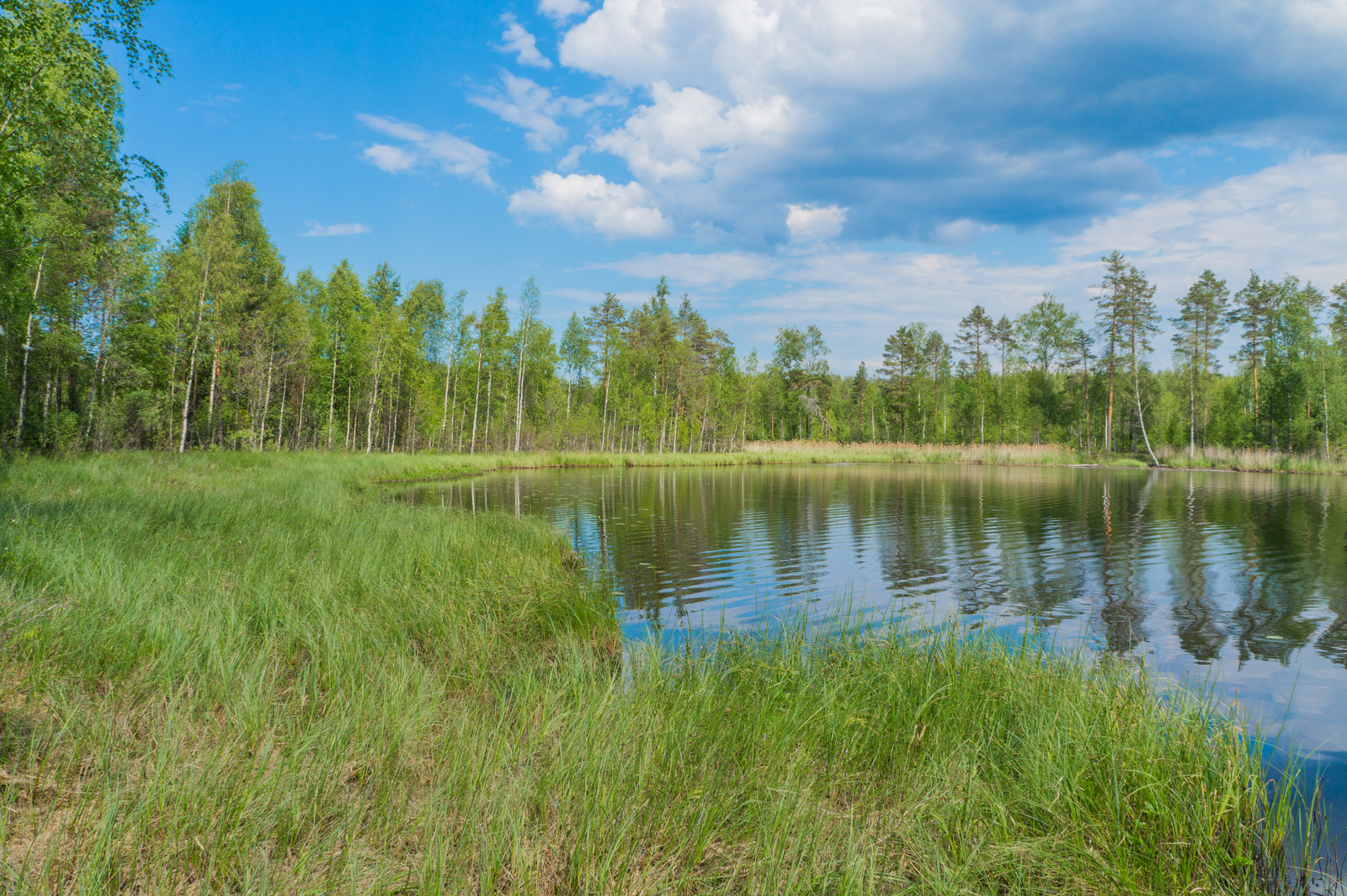 Kesäinen metsä ja poutapilvinen taivas heijastuvat järven pintaan. Etualalla on vesikasveja.