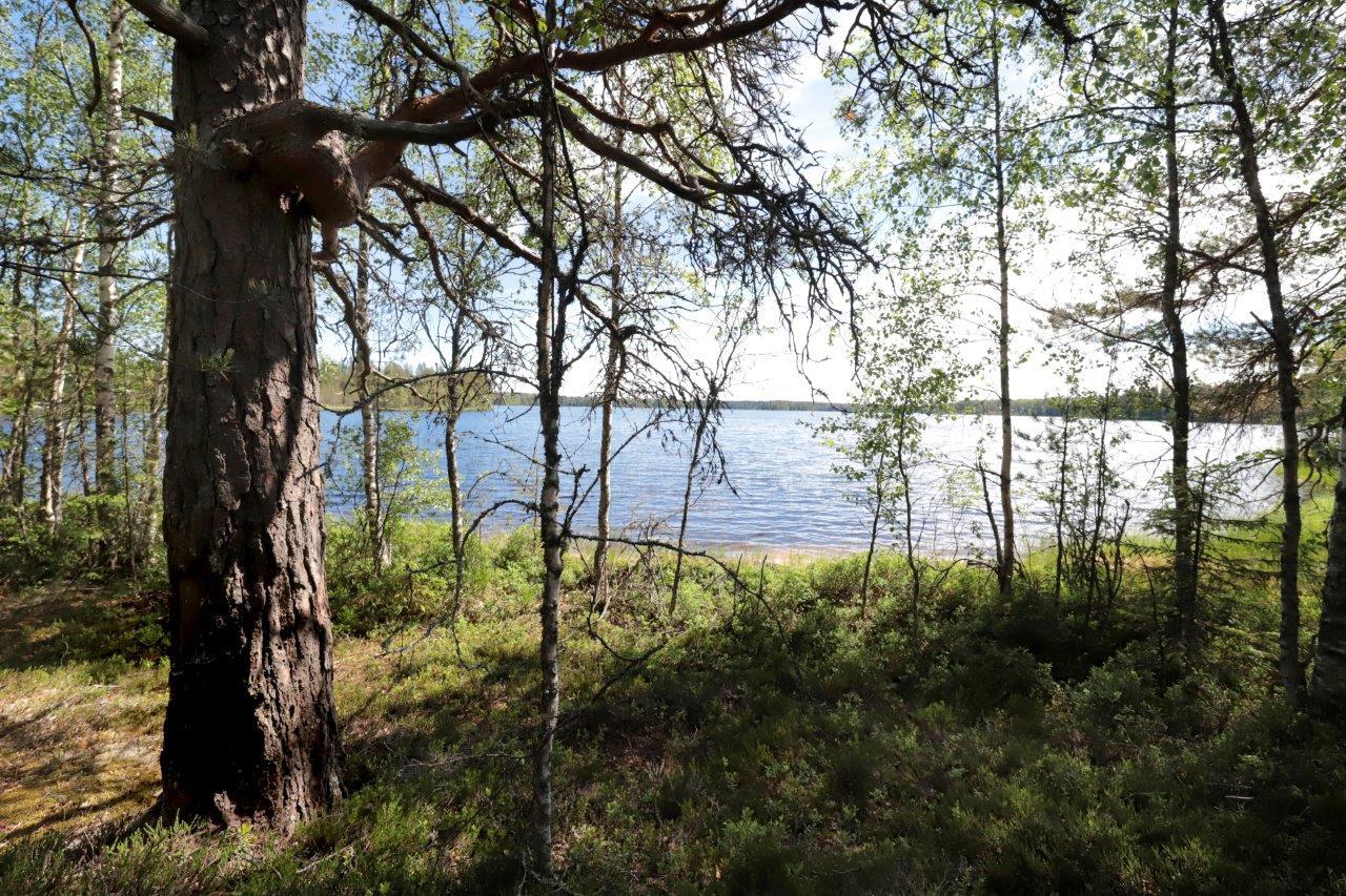 Rannassa kasvavien nuorten koivujen takana avautuu järvimaisema. Etuvasemmalla paksu mänty.