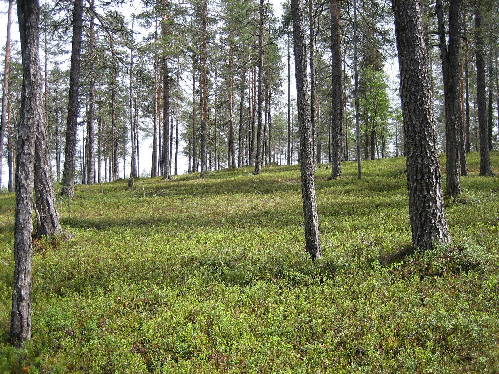 Kesäinen mäntykangas kasvaa loivassa rinteessä.