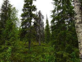 Tiheässä kuusivaltaisessa metsässä kasvaa myös koivuja. Kuusissa on nuoria versoja, kuusenkerkkiä.
