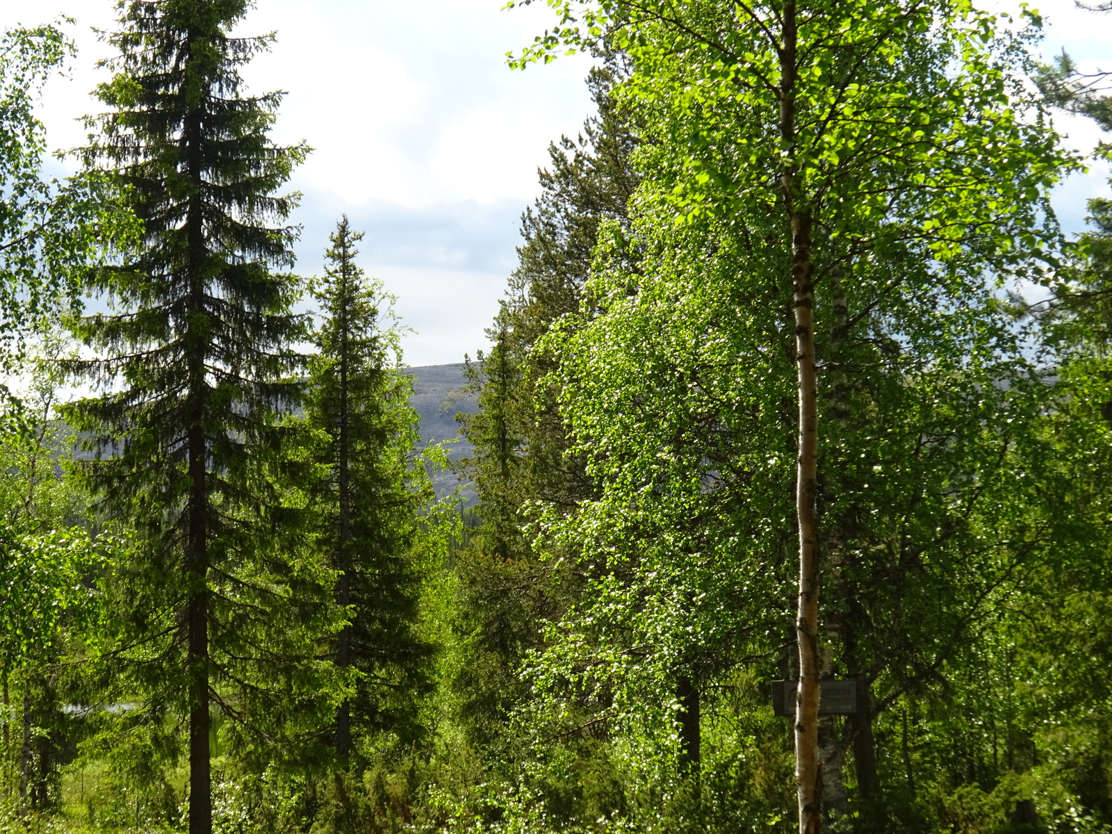 Kesäisen sekametsän puiden lomasta pilkottaa kivirakkainen tunturi.