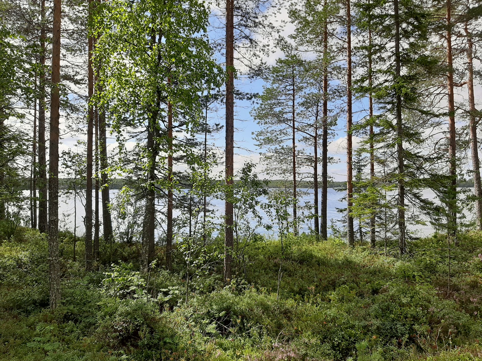 Rannassa kasvavien puiden takana avautuu kesäinen järvimaisema.