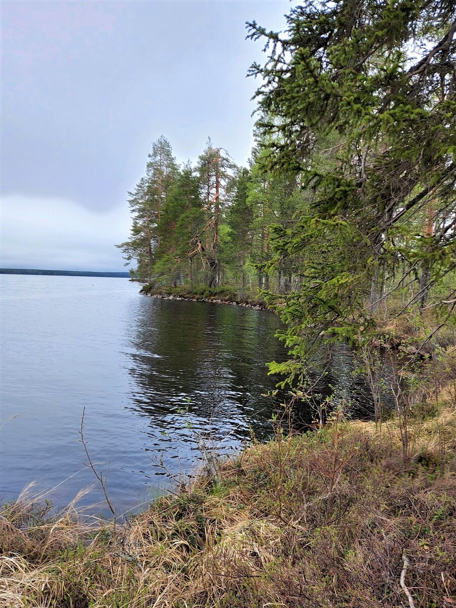 Järven poukamassa kasvaa havu- ja lehtipuita.