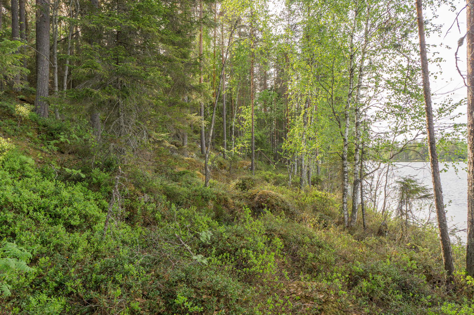 Kesäinen sekametsä kasvaa loivassa rantaan päin laskevassa rinteessä. Oikealla pilkottaa järvi.