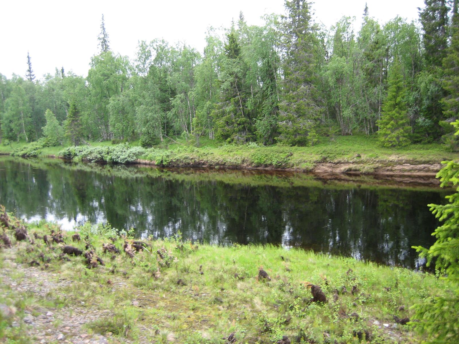 Rantametsikkö heijastuu Kemijoen pintaan.