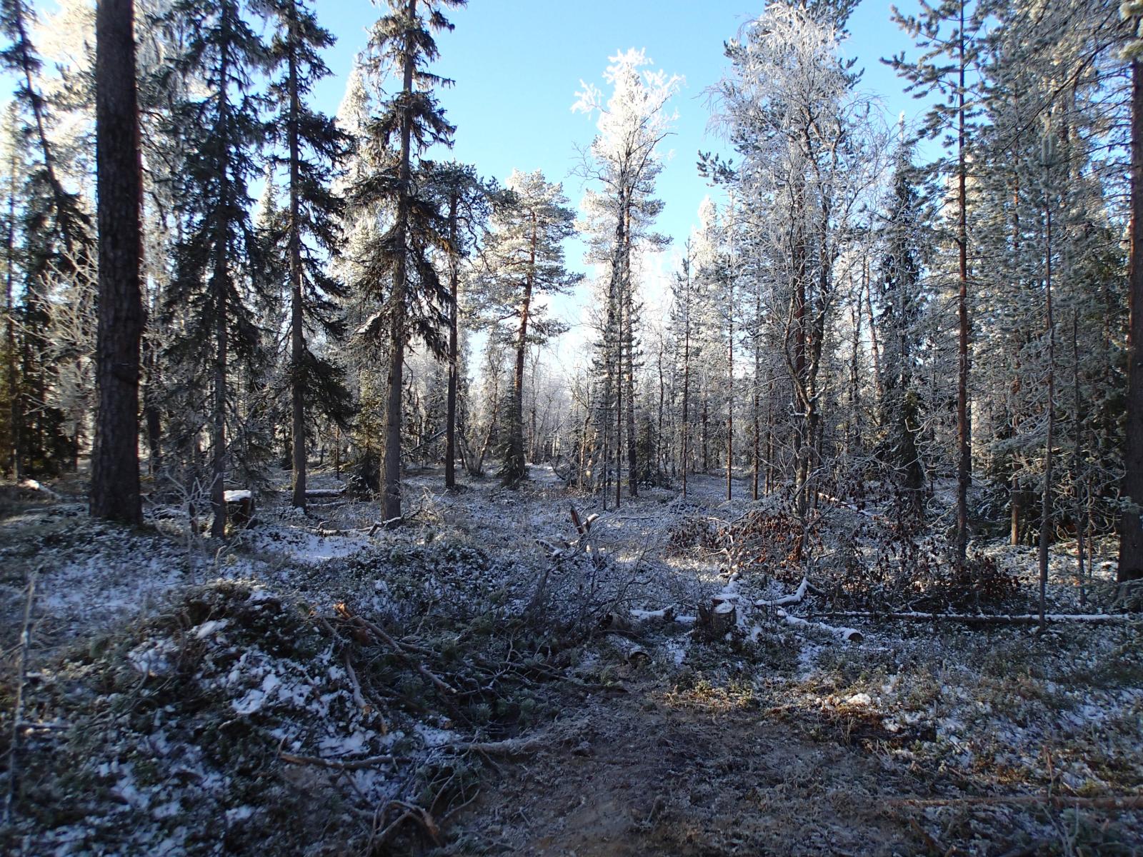 Sekametsä kuuran peitossa aurinkoisena päivänä.