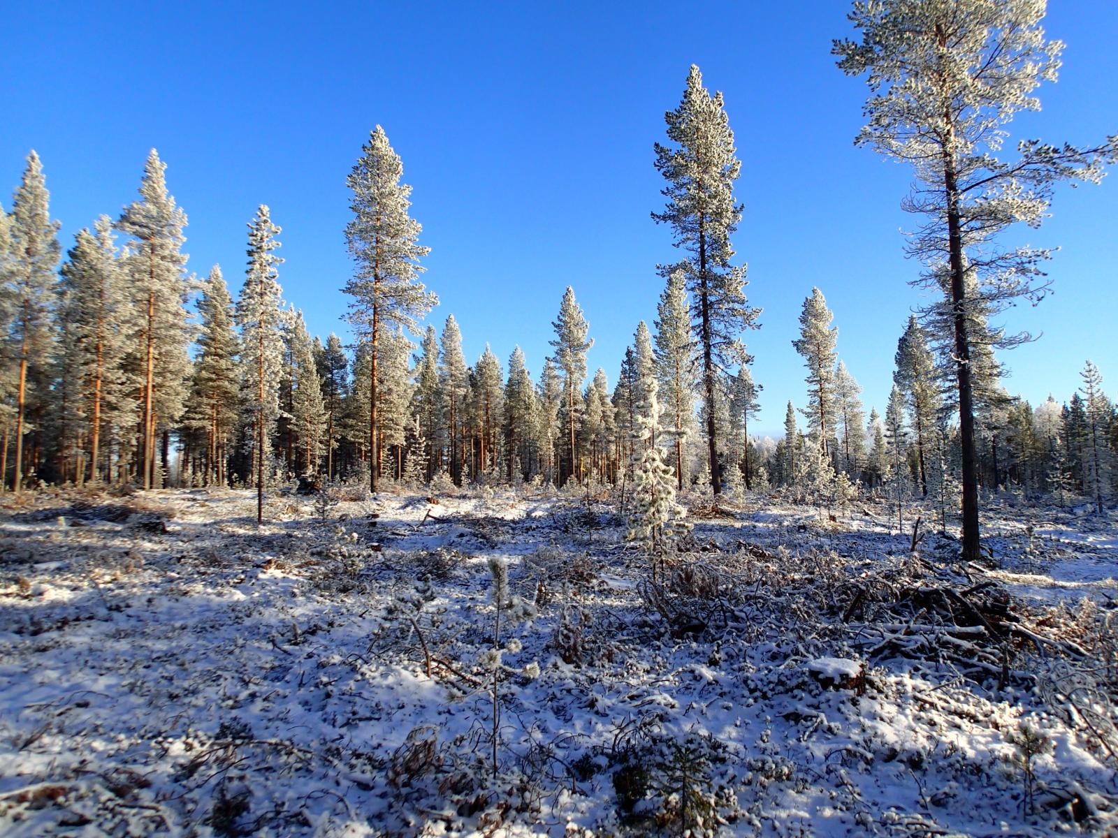 Ohuts lumipeite kangasmetsässä