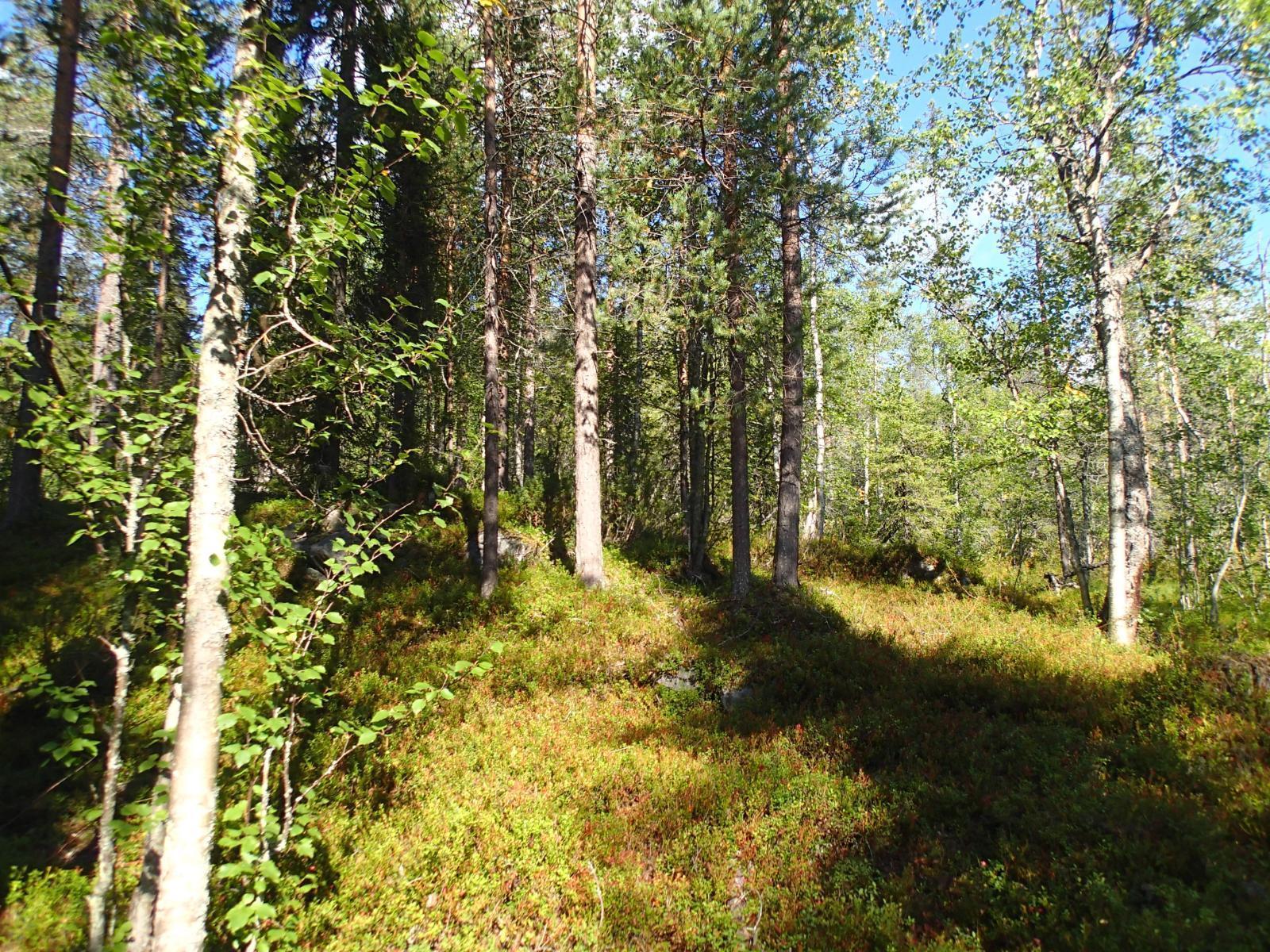 Aurinko paistaa sekametsään, jonka maasto on osittain kivikkoinen.