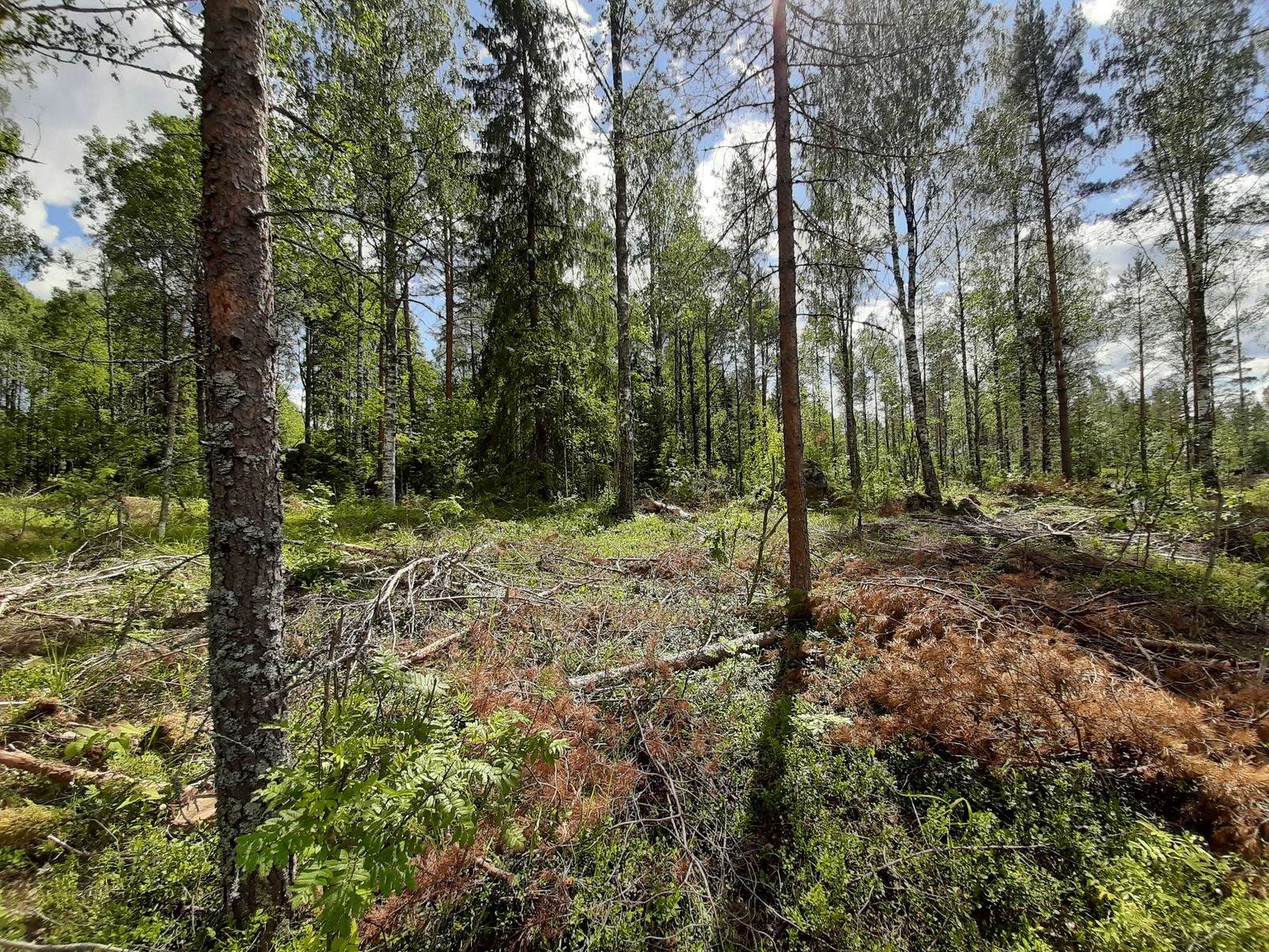 Kesäisessä sekametsässä kasvaa koivuja, kuusia ja mäntyjä. Maassa on karsittuja oksia.