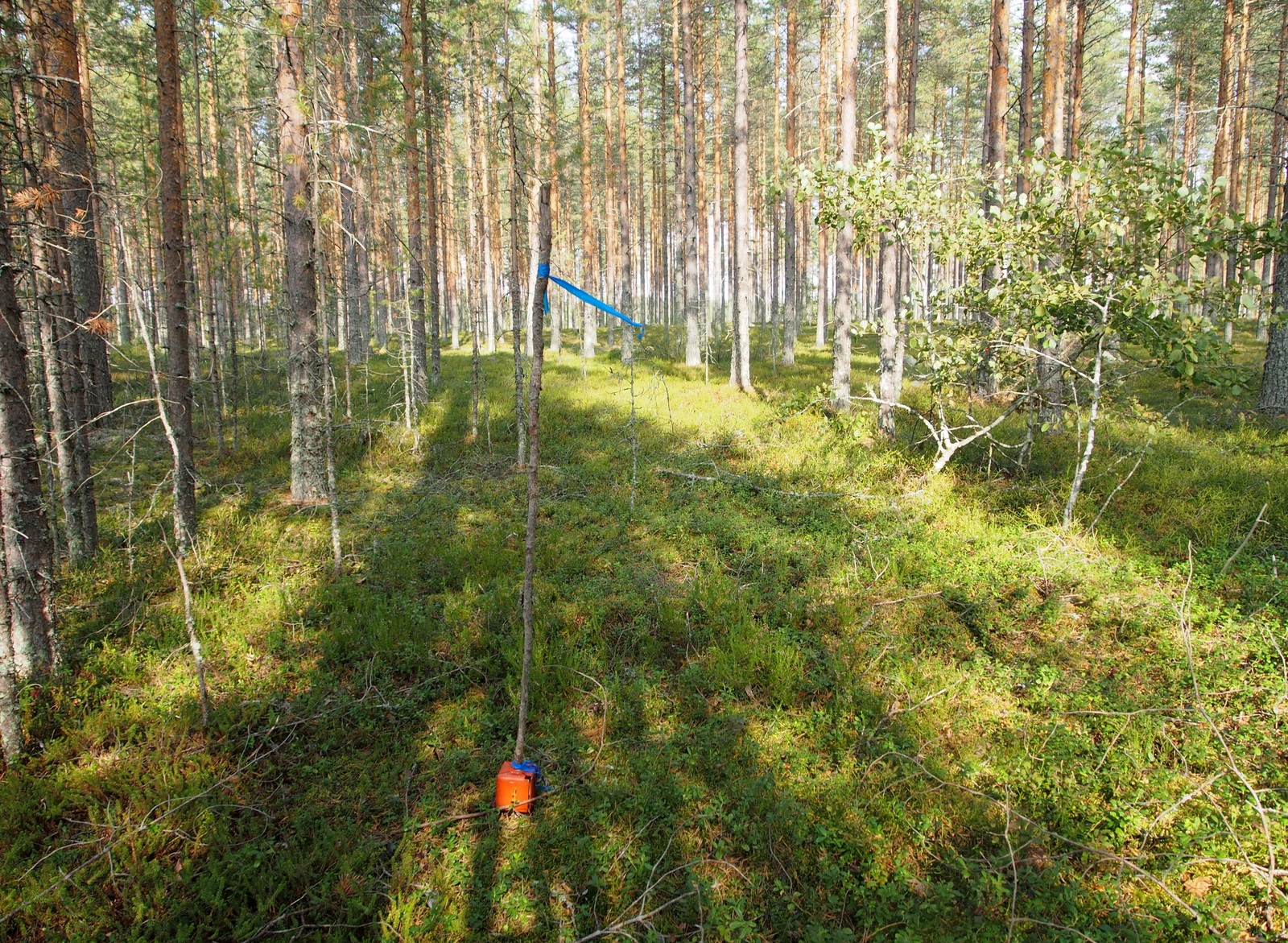 Aurinko paistaa kesäiselle mäntykankaalle. Etualalla on rajapyykki.