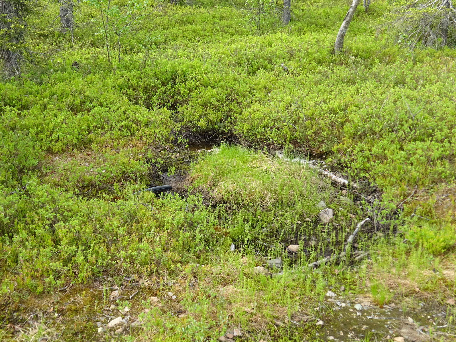 Maassa olevan kostean kuopan ympärillä kasvaa muun muassa mustikoita ja metsäkortetta.