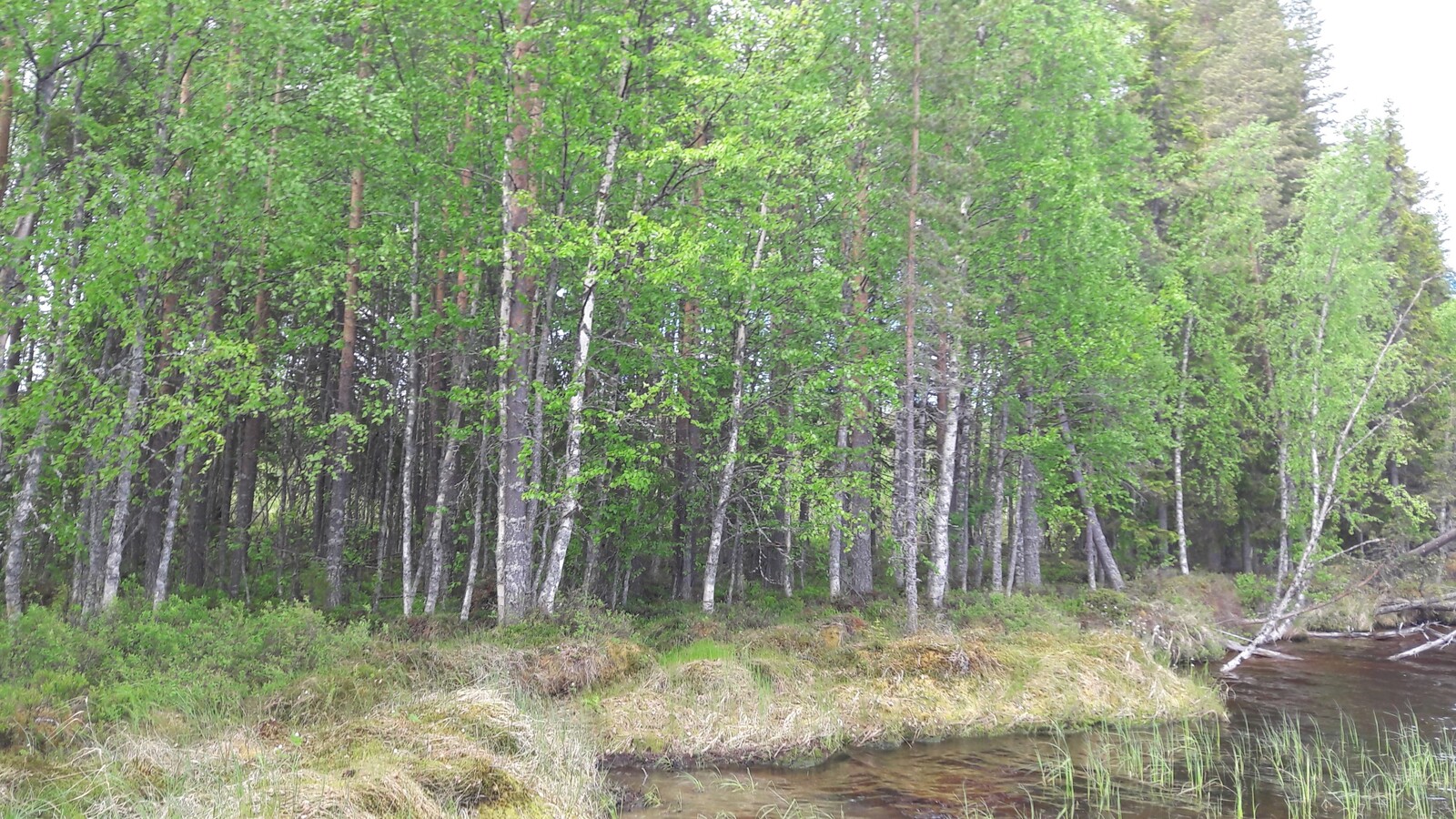 Järven rannassa kasvaa kesäinen sekametsä.