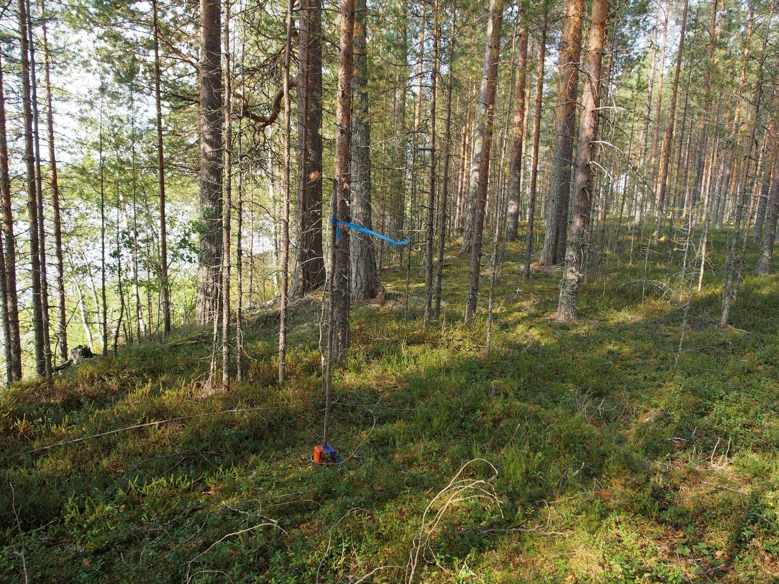 Avaran mäntykankaan maasto viettää loivasti alas rantaan. Vasemmalla puiden takaa häämöttää järvi.