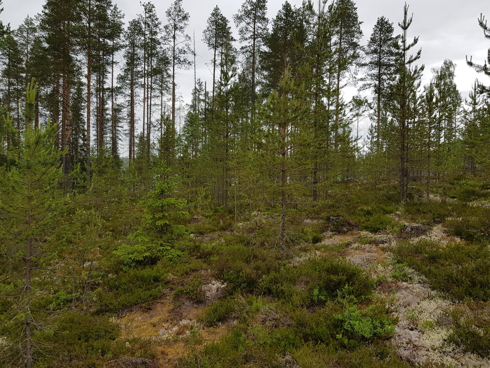 Mäntytaimikon taustalla kasvaa korkeita mäntyjä.