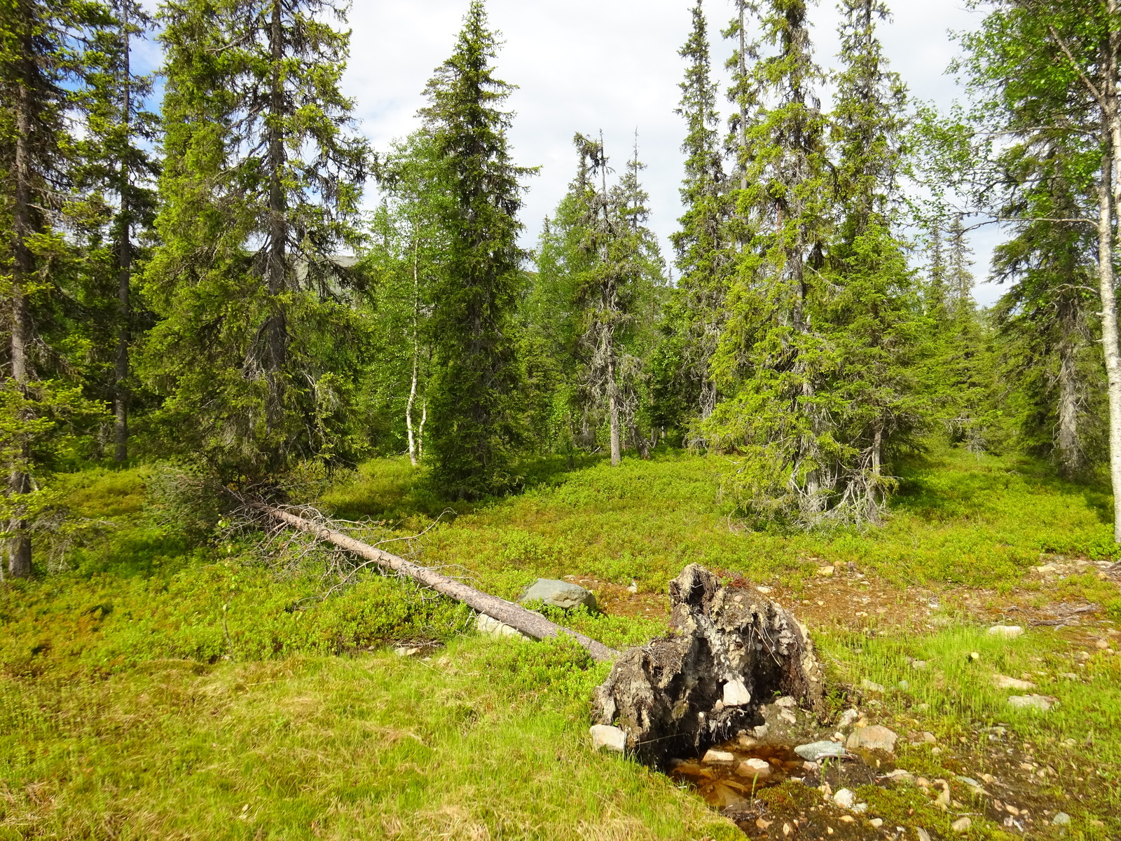 Runsaskasvuisessa kuusimetsässä kasvaa myös koivuja. Etualan puuttomalla alueella on kaatunut kuusi.