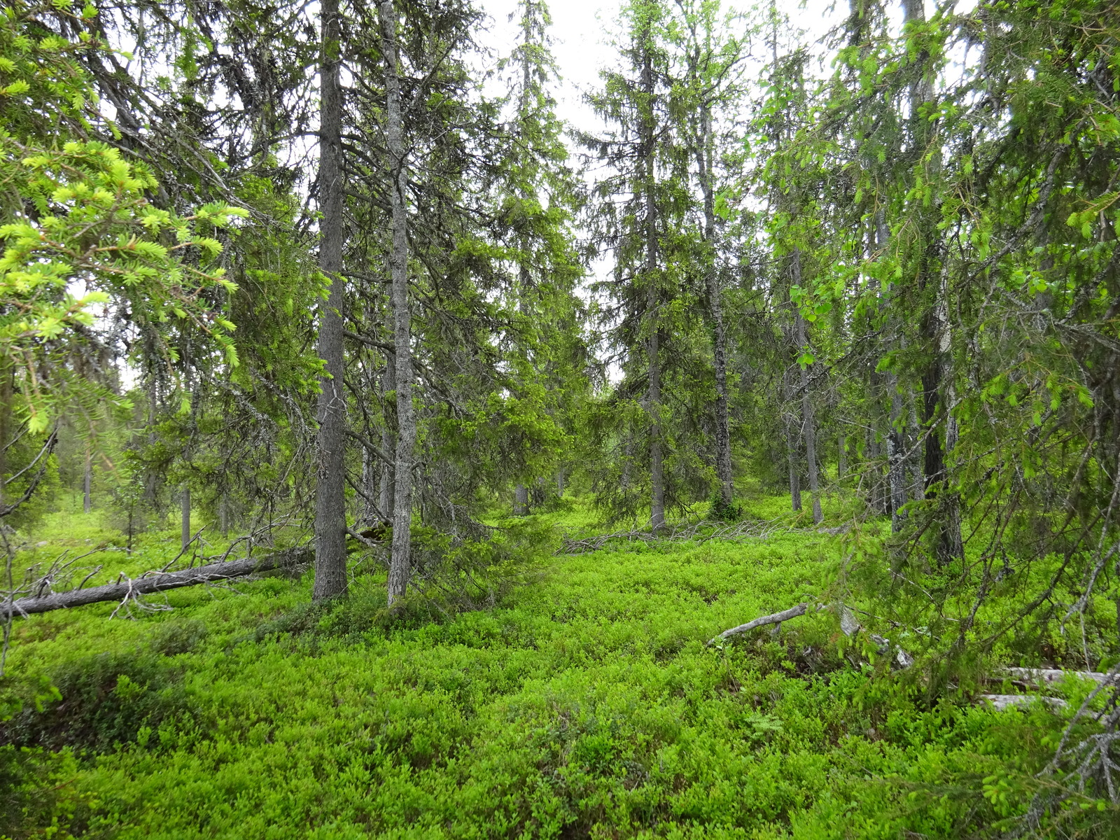 Kuusivaltaisessa metsässä on maassa kaatuneita puita. Kuusissa on nuoria versoja eli kuusenkerkkiä.