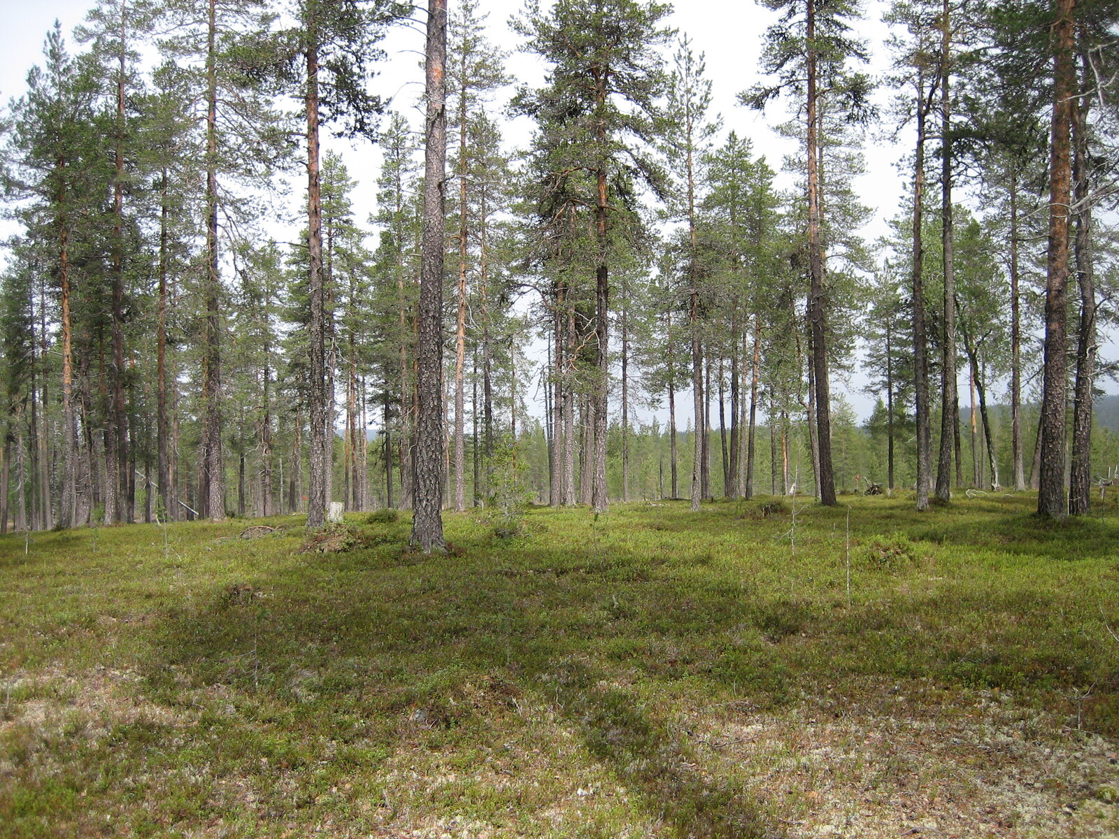 Kesäisellä mäntykankaalla aluskasvillisuutena on puolukan- ja mustikanvarpuja.