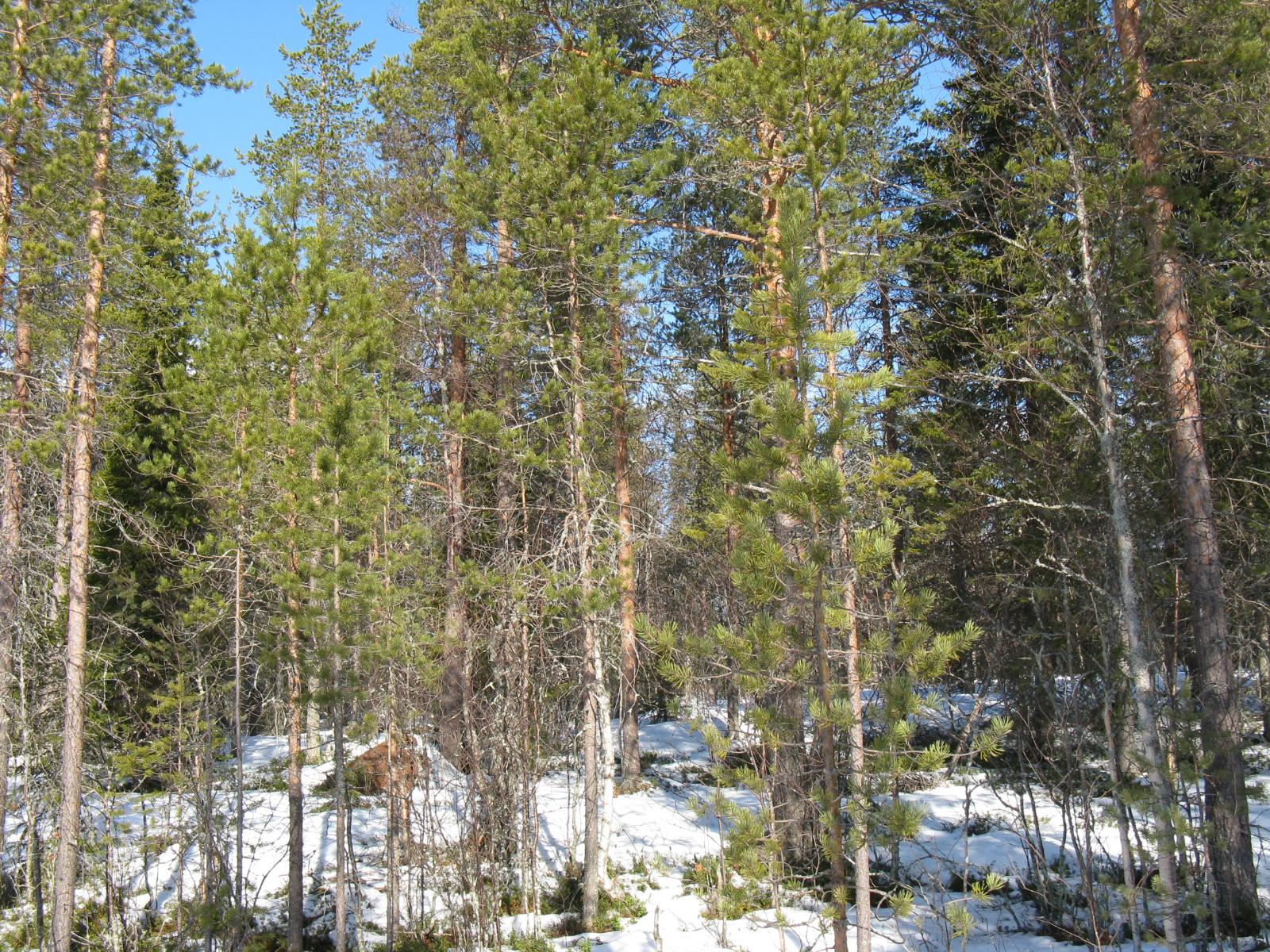 Mäntyvaltaisessa metsässä on lumipeite maassa.