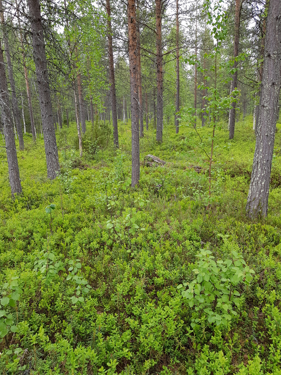 Mäntyvaltaisen metsän aluskasvillisuutena on mustikanvarpuja.