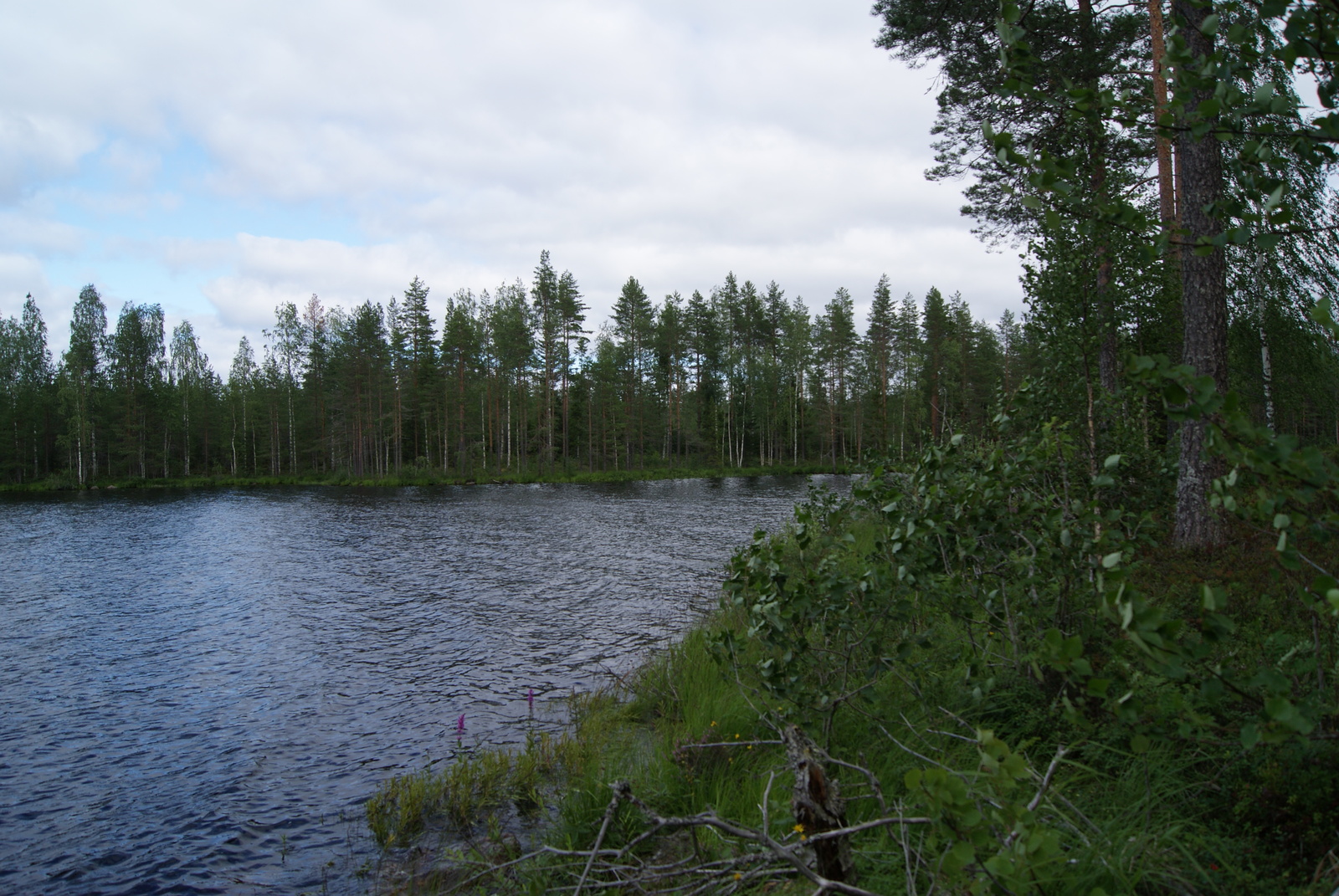 Kesämaisemassa rannalla kasvaa mäntyjä ja koivuja, joiden vierestä avautuu järvimaisema.