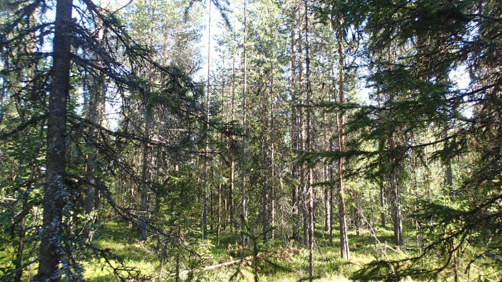 Aurinko paistaa tiheäkasvuiseen sekametsään.