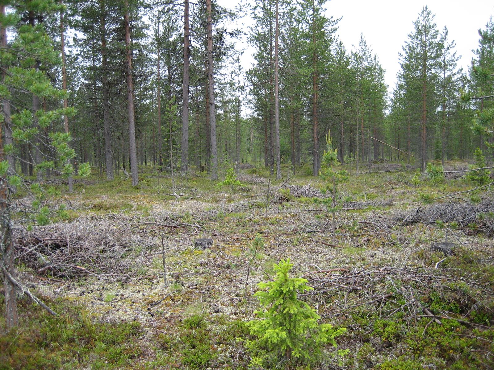 Kangasmetsää