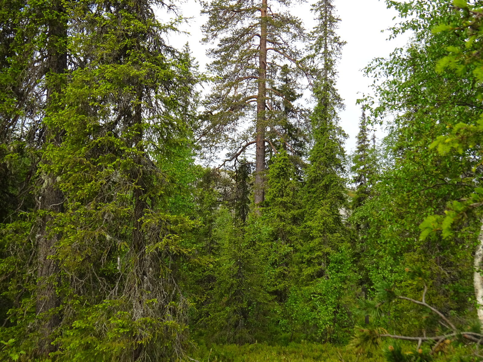 Runsaskasvuisessa kuusivaltaisessa metsässä kasvaa myös lehtipuita.