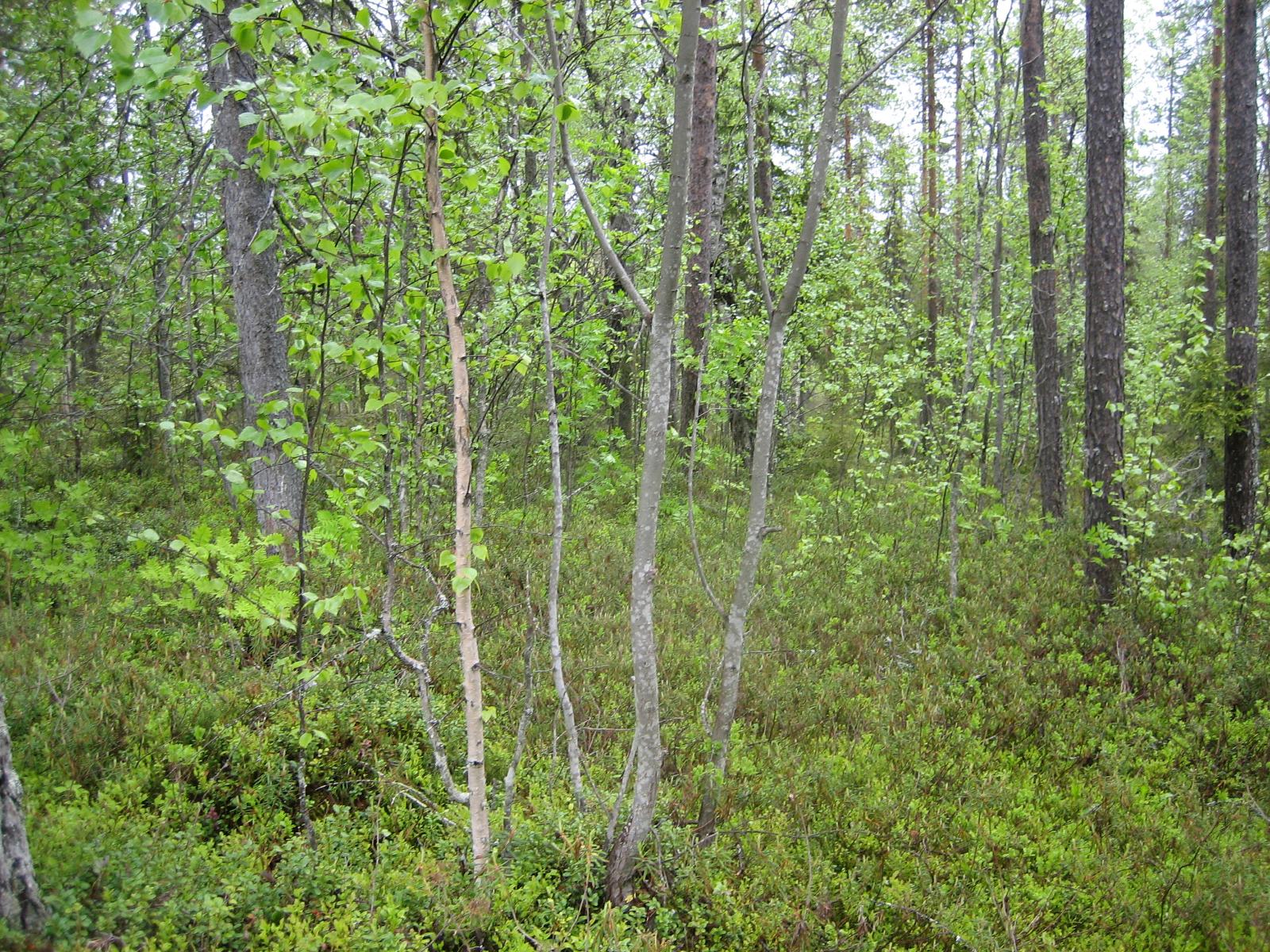 Kesäisessä sekametsässä kasvaa koivuja, pihlajia ja mäntyjä.