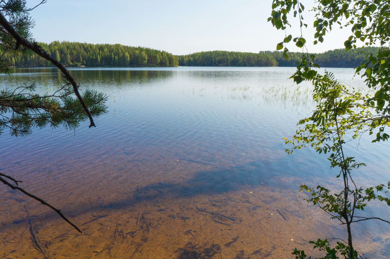 Puut reunustavat kesäistä järvimaisemaa. Kirkkaan veden läpi erottuu järven hiekkapohja.