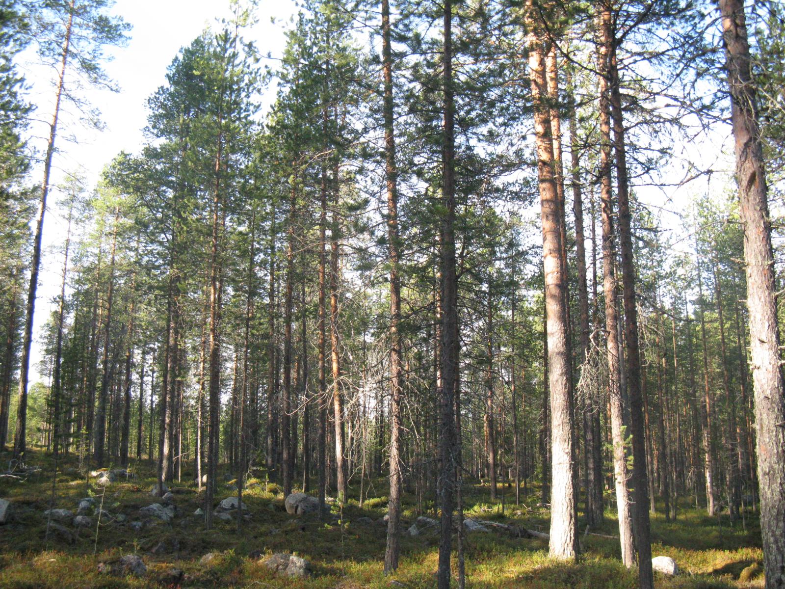 Kesäinen mäntymetsä kasvaa kivisessä maastossa.