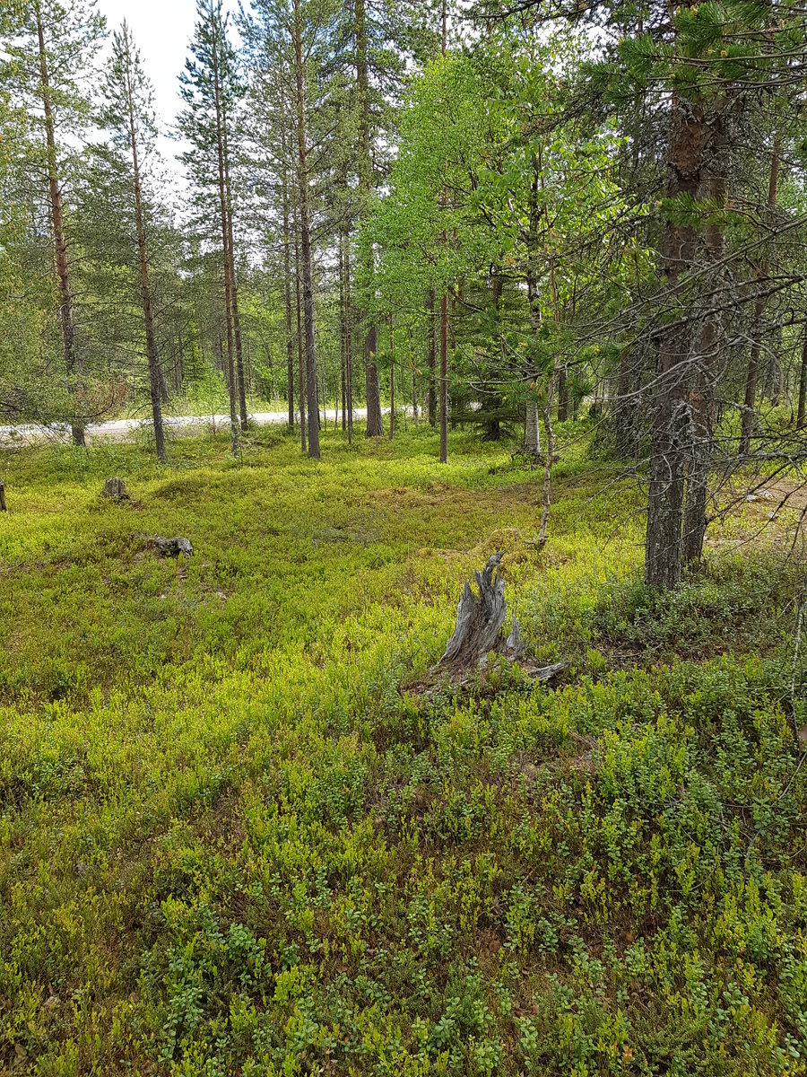 Sekametsän loivasti laskeutuva maasto vie tielle. Aluskasvillisuutena puolukan- ja mustikanvarpuja.