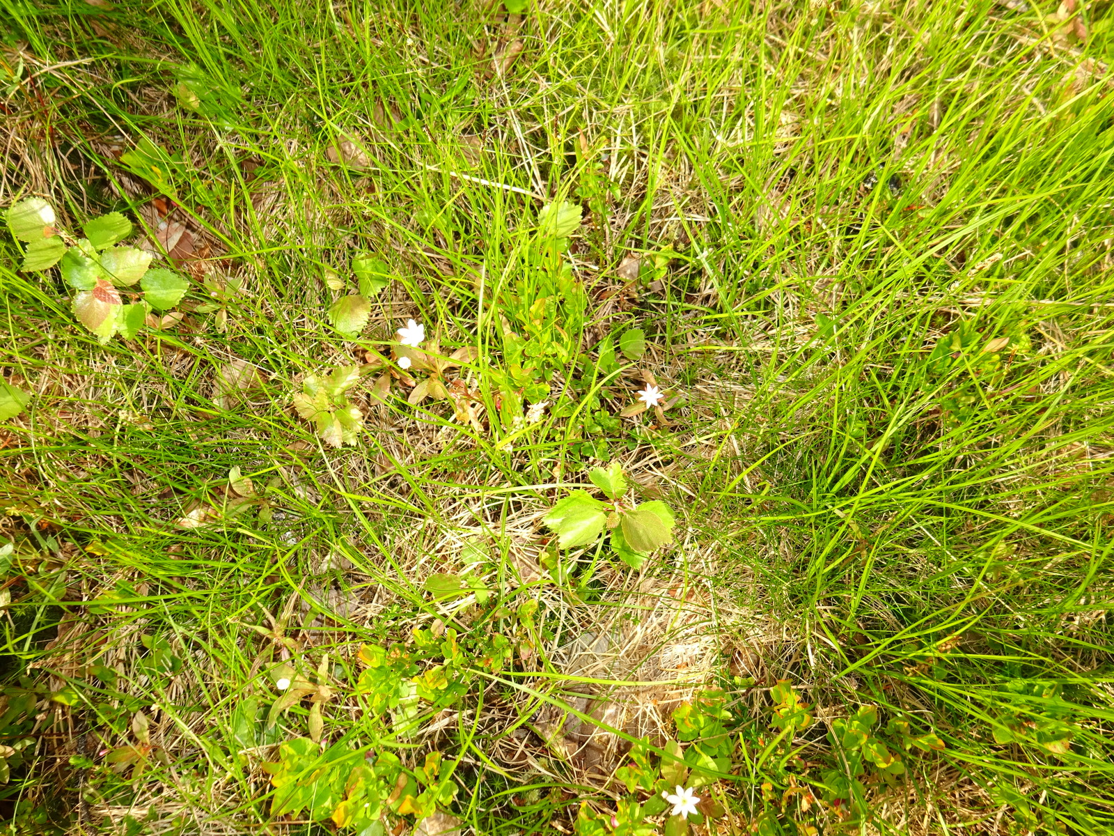 Metsätähdet kukkivat aluskasvillisuuden joukossa.