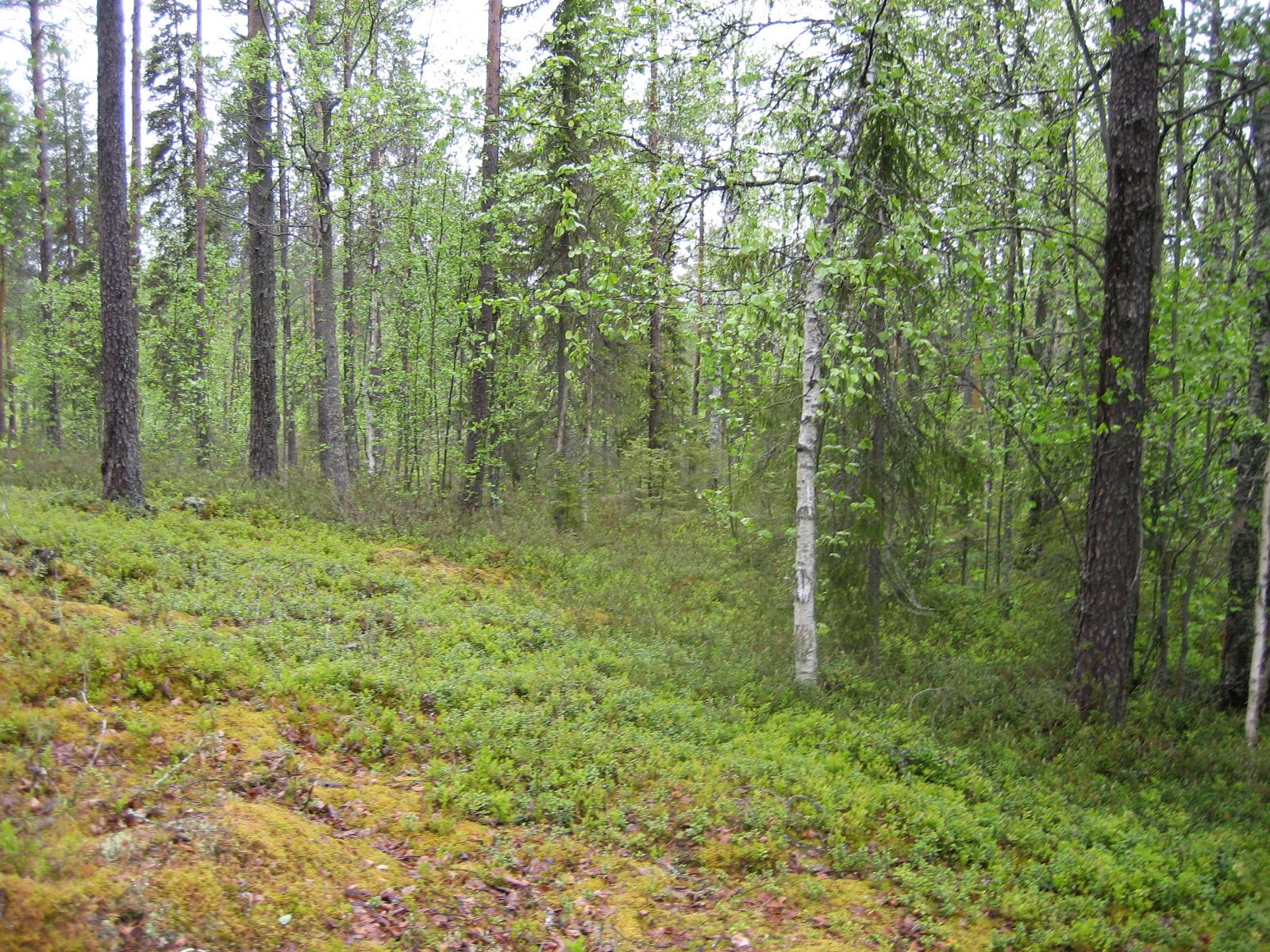 Kesäisessä sekametsässä kasvaa koivuja, kuusia ja mäntyjä.