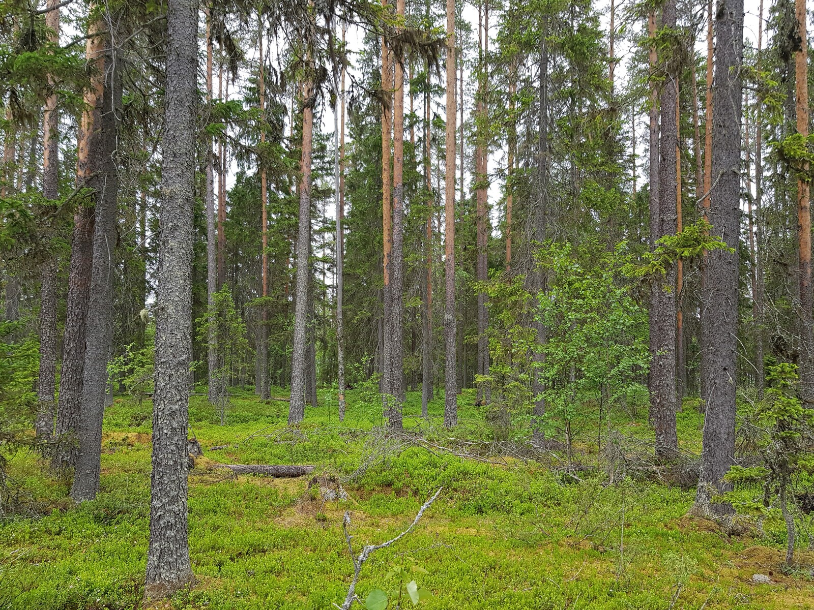 Havupuuvaltaisessa metsässä kasvaa myös nuoria lehtipuita.