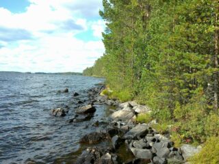 Kesäinen metsä reunustaa järveä ja laaja järvenselkä jatkuu horisonttiin. Rantaviiva on kivinen.